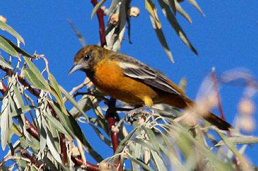 Utah Rare Bird Database